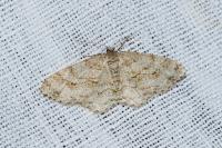 Ectropis crepuscularia