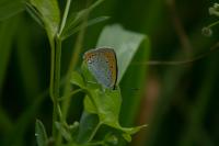 Lycaena dispar