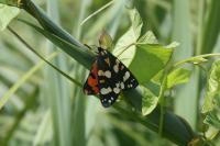 Callimorpha dominula