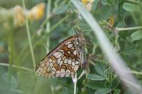 Melitaea athalia