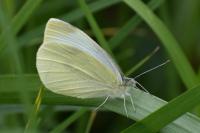 Pieris rapae