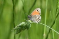 Coenonympha pamphilus