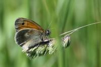 Coenonympha pamphilus