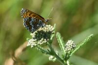 Melitaea cinxia