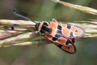 Zygaena fausta