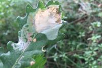 Acrocercops brongniardella