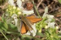 Thymelicus sylvestris