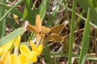 Thymelicus acteon