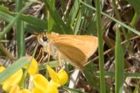 Thymelicus acteon