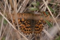 Boloria dia