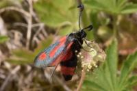 Zygaena sarpedon
