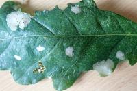 Tischeria ekebladella