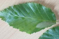 Phyllonorycter esperella