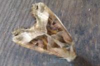 Phlogophora meticulosa