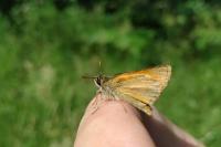Thymelicus sylvestris