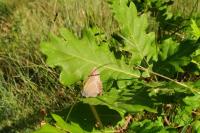 Satyrium ilicis