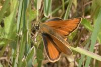 Thymelicus sylvestris