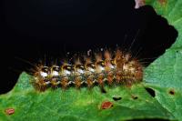 Acronicta rumicis
