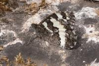 Brintesia circe