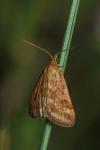 Pyrausta despicata