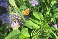 Melitaea phoebe