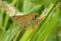 Thymelicus sylvestris