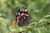 Vanessa atalanta
