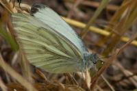 Pieris napi