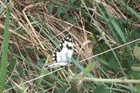 Melanargia galathea