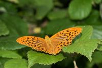 Argynnis paphia
