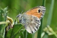 Coenonympha pamphilus