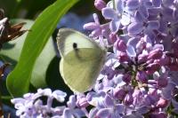 Pieris brassicae