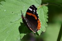 Vanessa atalanta
