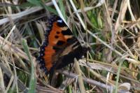 Aglais urticae