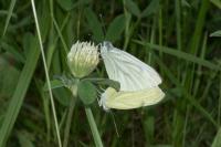 Pieris napi