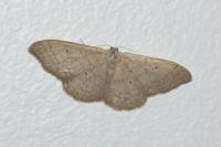 Idaea straminata