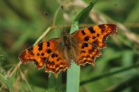 Polygonia c-album