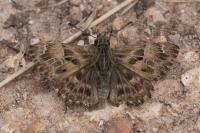 Carcharodus alceae