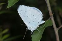 Celastrina argiolus