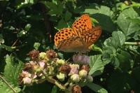 Argynnis paphia