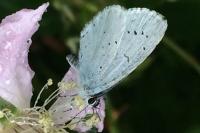 Celastrina argiolus