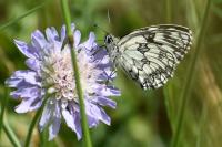 Melanargia galathea