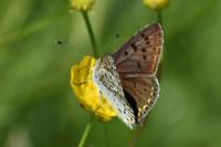 Lycaena tityrus