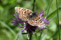 Melitaea phoebe