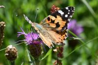 Vanessa cardui