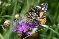 Vanessa cardui