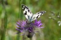 Melanargia galathea