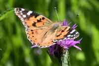 Vanessa cardui