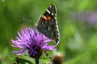 Vanessa cardui