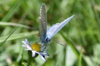 Polyommatus icarus